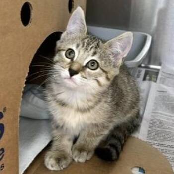 Rose -  Domestic Short Hair Cat for Adoption - Rose | PetCurious
