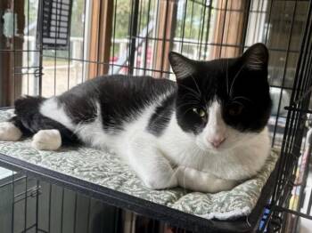 Ed -  Domestic Short Hair Cat for Adoption in Hutchinson, Minnesota - Ed | PetCurious