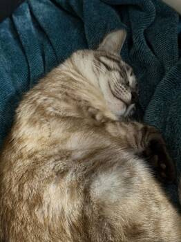 Domestic Short Hair Cats Available for Adoption in Dayton, Ohio - Paprika | PetCurious