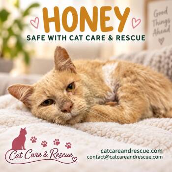 Honey -  Domestic Short Hair Cat for Adoption in Chicago, Illinois - Honey | PetCurious