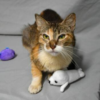 Coot Coot -  Domestic Short Hair Cat for Adoption in Beaumont, Texas - Coot Coot | PetCurious