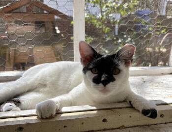 Domestic Short Hair Cats Available for Adoption - Rorschach | PetCurious