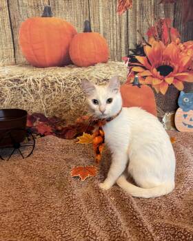 Rescue Siamese and Domestic Medium Hair Cats for Adoption in San Tan Valley, Arizona - Blair | PetCurious