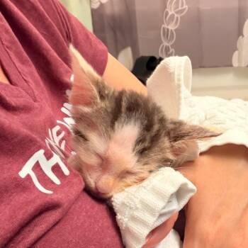 Han Solo -  Domestic Short Hair Cat for Adoption in Volcano, Hawaii - Han Solo | PetCurious