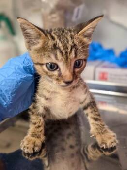 Doodad -  Domestic Short Hair Cat for Adoption in Fresno, California - Doodad | PetCurious