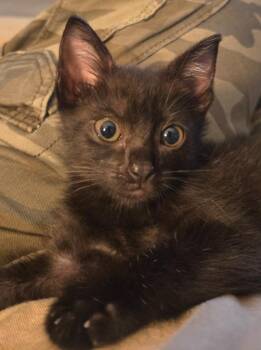Laila Ali  (Petsmart) -  Domestic Short Hair Cat for Adoption in Ocala, Florida - Laila Ali  (Petsmart) | PetCurious