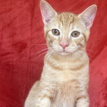 Finnick -  Domestic Short Hair Cat for Adoption in Concord, New Hampshire - Finnick | PetCurious