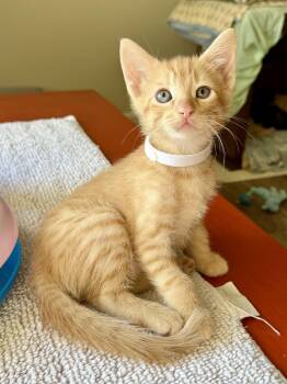 Roux -  Domestic Short Hair and Tabby Cat for Adoption in Texarkana, Texas - Roux | PetCurious