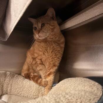 Hennessy -  Domestic Short Hair Cat for Adoption in South Burlington, Vermont - Hennessy | PetCurious