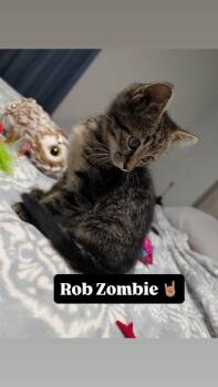 Rob Zombie -  Tabby Cat for Adoption in Clarksville, Tennessee - Rob Zombie | PetCurious