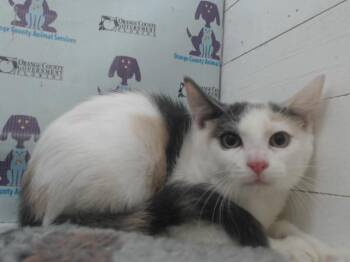 COCOA PEBBLES -  Domestic Short Hair Cat for Adoption in Orlando, Florida - COCOA PEBBLES | PetCurious