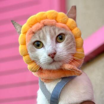 Domestic Short Hair Cats Available for Adoption - PARIS | PetCurious