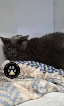 Grisou -  Domestic Short Hair Cat for Adoption in Delson, Quebec - Grisou | PetCurious