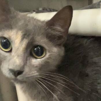 Ember -  Domestic Short Hair Cat for Adoption in Richmond Hill, Georgia - Ember | PetCurious