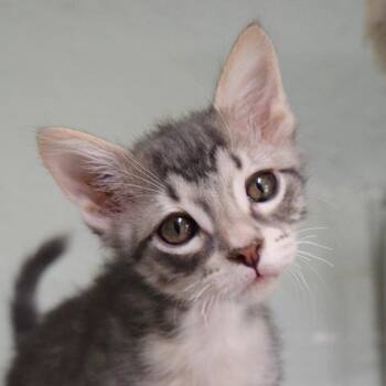 Dino -  Domestic Short Hair Cat for Adoption in Bulverde, Texas - Dino | PetCurious