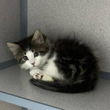 Speck -  Domestic Short Hair Cat Available for Adoption in North Battleford, Saskatchewan - Speck | PetCurious