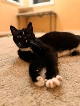 Mondo -  Domestic Short Hair Cat for Adoption in Springfield, Missouri - Mondo | PetCurious
