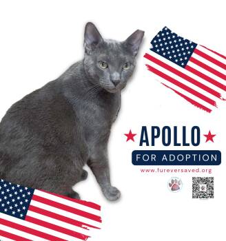 Rescue Domestic Short Hair Cats for Adoption in Miami, Florida - Apollo | PetCurious