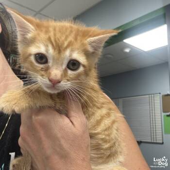 Domestic Short Hair Cats Available for Adoption in Washington, District Of Columbia - My Rainbow Dash | PetCurious