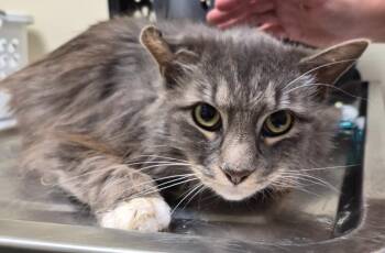 Domestic Long Hair Cats Available for Adoption in Christiansburg, Virginia - Yoshi Butter Ball | PetCurious