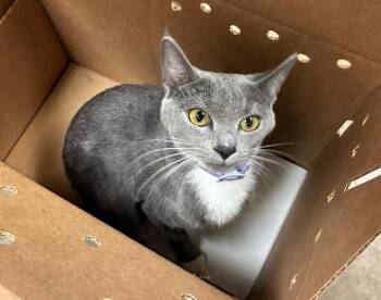 Crunch -  Domestic Short Hair Cat for Adoption in Cincinnati, Ohio - Crunch | PetCurious