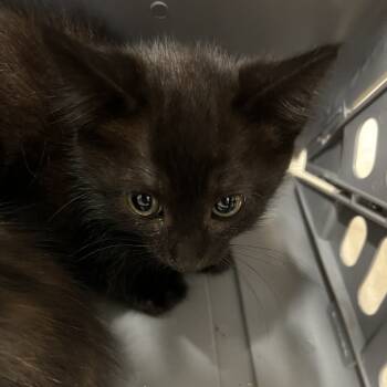 Rescue Domestic Short Hair Cats for Adoption in Chilliwack, British Columbia - Neil | PetCurious