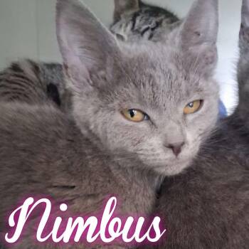 Domestic Short Hair Cats Available for Adoption - Nimbus | PetCurious