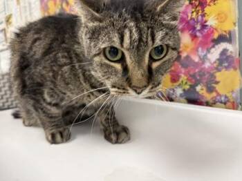 Domestic Short Hair Cats Available for Adoption - Cheeto | PetCurious