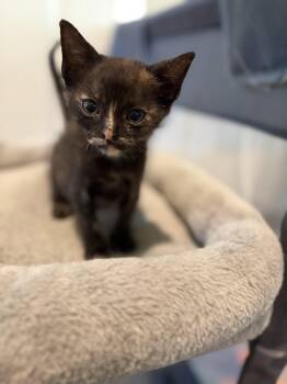 Ale -  Domestic Short Hair Cat for Adoption in The Woodlands, Texas - Ale | PetCurious