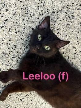 LEELOO Kitty -  Domestic Short Hair Cat for Adoption in New Bern, North Carolina - LEELOO Kitty | PetCurious
