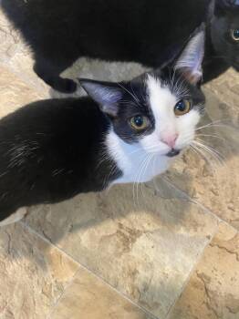 Ingrid -  Domestic Short Hair Cat for Adoption in Bourbonnais, Illinois - Ingrid | PetCurious