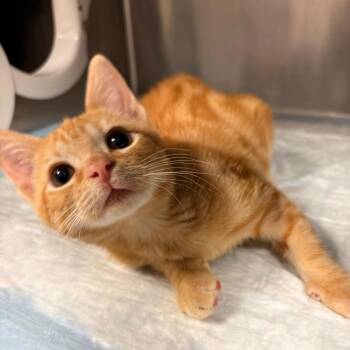 Popsicle -  Domestic Short Hair Cat for Adoption in West Palm Beach, Florida - Popsicle | PetCurious