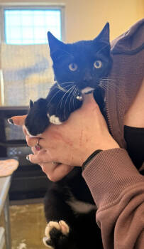 Rescue Domestic Short Hair Cats for Adoption in Corinth, Mississippi - Agent Zed 23C-0234 | PetCurious