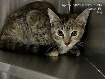 Domestic Short Hair Cats Available for Adoption in Ocala, Florida - A380508 | PetCurious