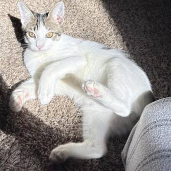Glade -  Domestic Short Hair Cat for Adoption in Tampa, Florida - Glade | PetCurious