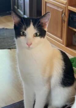 Rescue Domestic Short Hair Cats for Adoption in Safety Harbor, Florida - Daisy | PetCurious