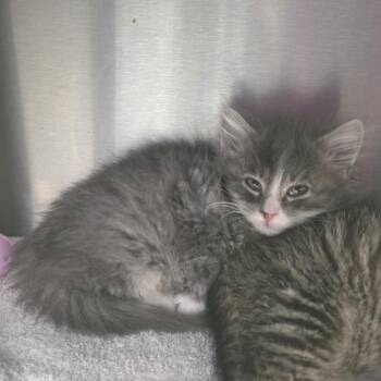 Domestic Long Hair Cats Available for Adoption in Fort Wayne, Indiana - Galileo | PetCurious