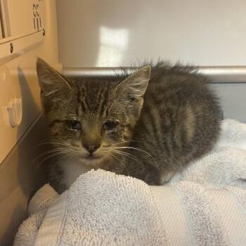 Yelena -  Domestic Short Hair Cat for Adoption in Pauls Valley, Oklahoma - Yelena | PetCurious