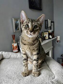 Wili Wili -  Domestic Short Hair Cat for Adoption in Apex, North Carolina - Wili Wili | PetCurious