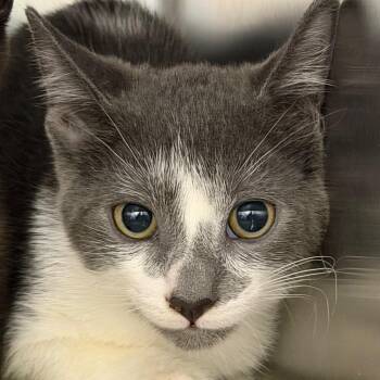Dopper -  Domestic Short Hair Cat for Adoption in Philadelphia, Pennsylvania - Dopper | PetCurious