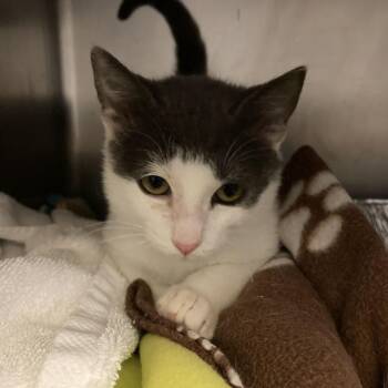 Rico -  Domestic Short Hair Cat for Adoption in Chicago, Illinois - Rico | PetCurious