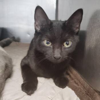 Salem -  Domestic Short Hair Cat for Adoption in Valley, Alabama - Salem | PetCurious