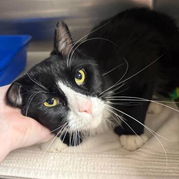 Domestic Medium Hair Cats Available for Adoption in Springfield, Illinois - Brock | PetCurious