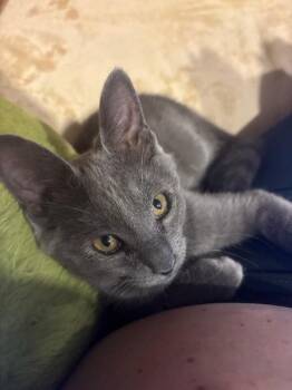 Lynx -  Domestic Medium Hair Cat for Adoption - Lynx | PetCurious