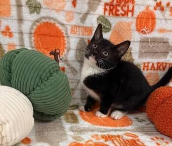 Rescue Domestic Short Hair Cats for Adoption in Thomson, Georgia - Saint | PetCurious