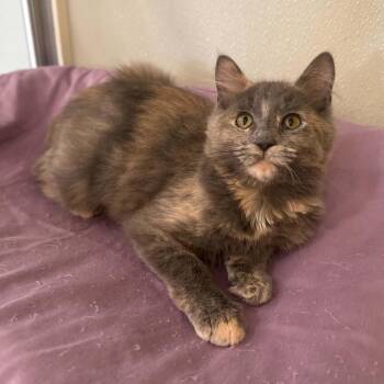 Texas -  Domestic Medium Hair and Dilute Tortoiseshell Cat for Adoption in Penn Yan, New York - Texas | PetCurious