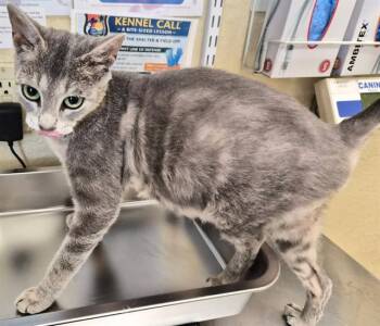 FERN -  Domestic Short Hair Cat for Adoption in Fort Myers, Florida - FERN | PetCurious