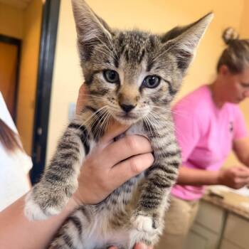 Tipsi -  Domestic Short Hair Cat for Adoption in Corinth, Mississippi - Tipsi | PetCurious