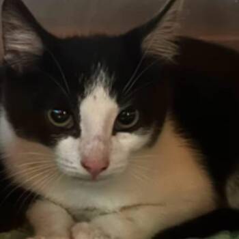 fable -  Domestic Short Hair Cat for Adoption in Veneta, Oregon - Fable | PetCurious