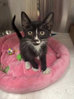 Humphrey -  Domestic Short Hair Cat Available for Adoption in Daphne, Alabama - Humphrey | PetCurious